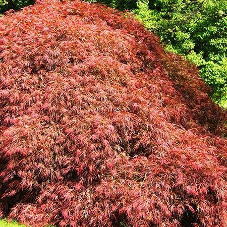 Spring Delight Japanese Maple