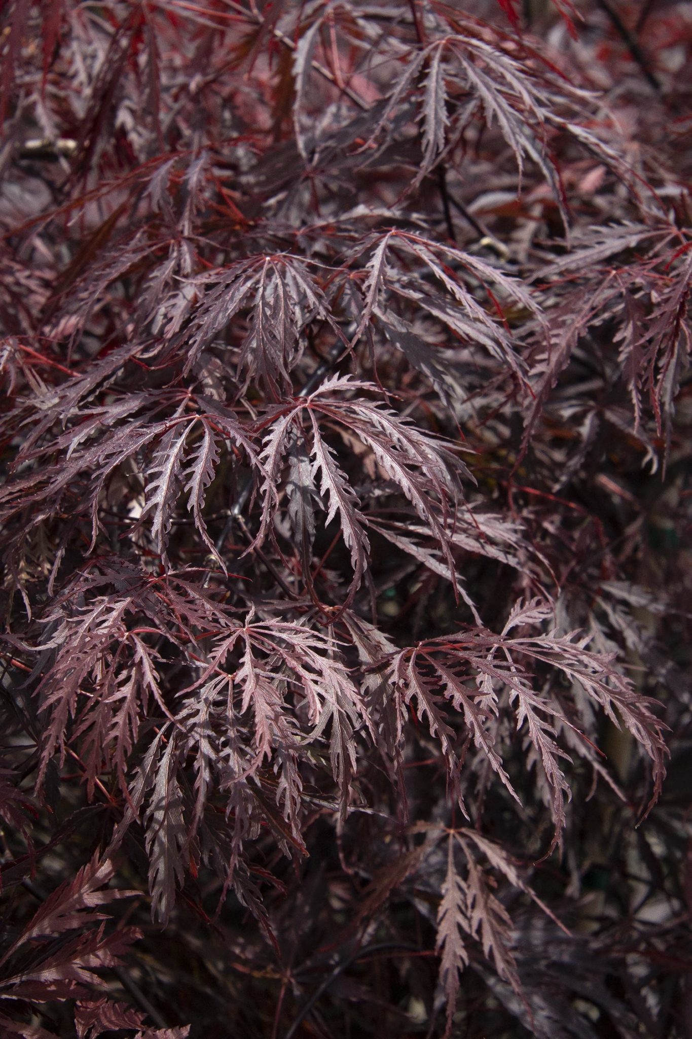 acer palmatum dissectum tamukeyama japanese maple