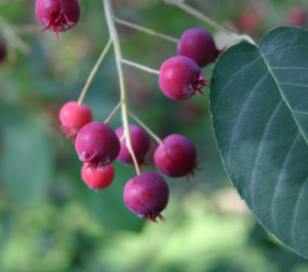 //courvillenursery.com/wp-content/uploads/Amelanchier-Canadensis-1.webp