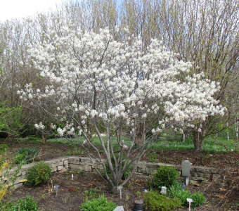 //courvillenursery.com/wp-content/uploads/Amelanchier-Canadensis.webp