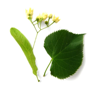 //courvillenursery.com/wp-content/uploads/American-Basswood-1.webp