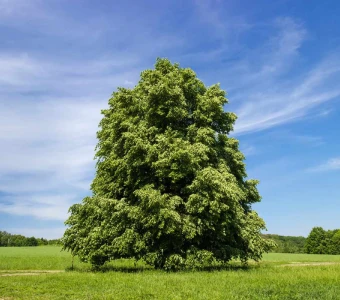 //courvillenursery.com/wp-content/uploads/American-Basswood.webp
