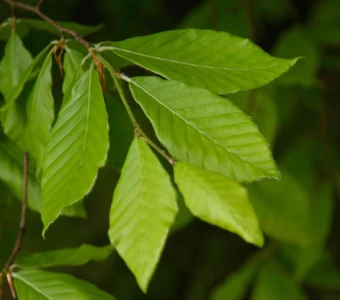 //courvillenursery.com/wp-content/uploads/American-Beech-1.webp