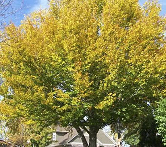 //courvillenursery.com/wp-content/uploads/American-Beech.webp
