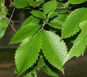 //courvillenursery.com/wp-content/uploads/American-Elm-1.webp