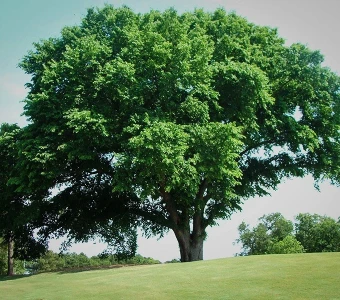 //courvillenursery.com/wp-content/uploads/American-Elm.webp