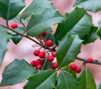 American Holly