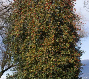 //courvillenursery.com/wp-content/uploads/American-Holly.webp