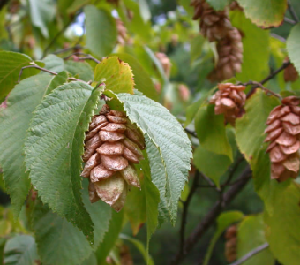 //courvillenursery.com/wp-content/uploads/American-Hophornbeam-1.webp