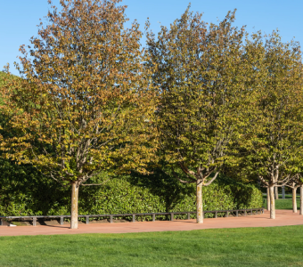 //courvillenursery.com/wp-content/uploads/American-Hophornbeam.webp
