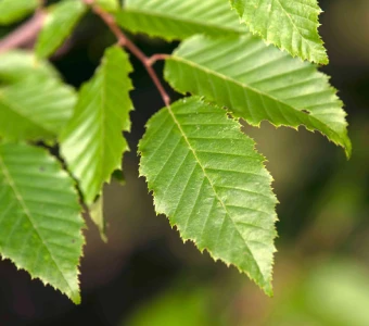 American Hornbeam