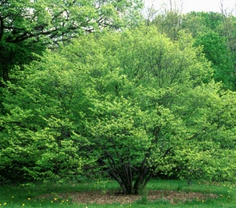 //courvillenursery.com/wp-content/uploads/American-Hornbeam.webp