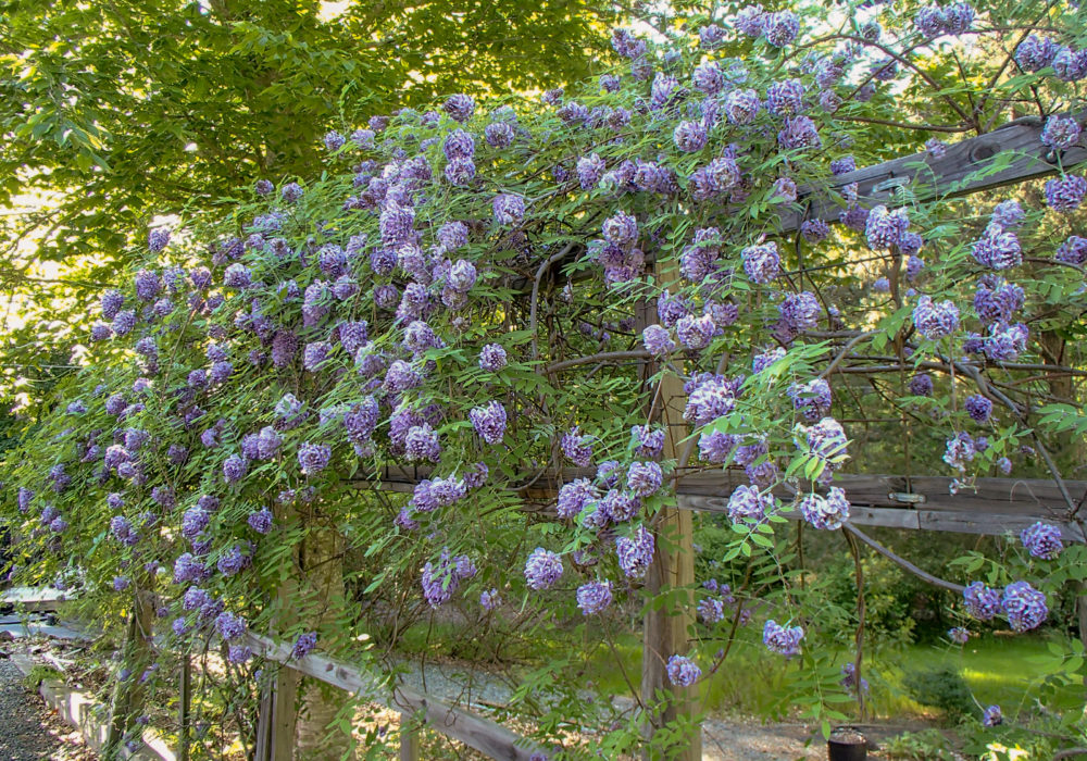Amethyst Falls Wisteria
