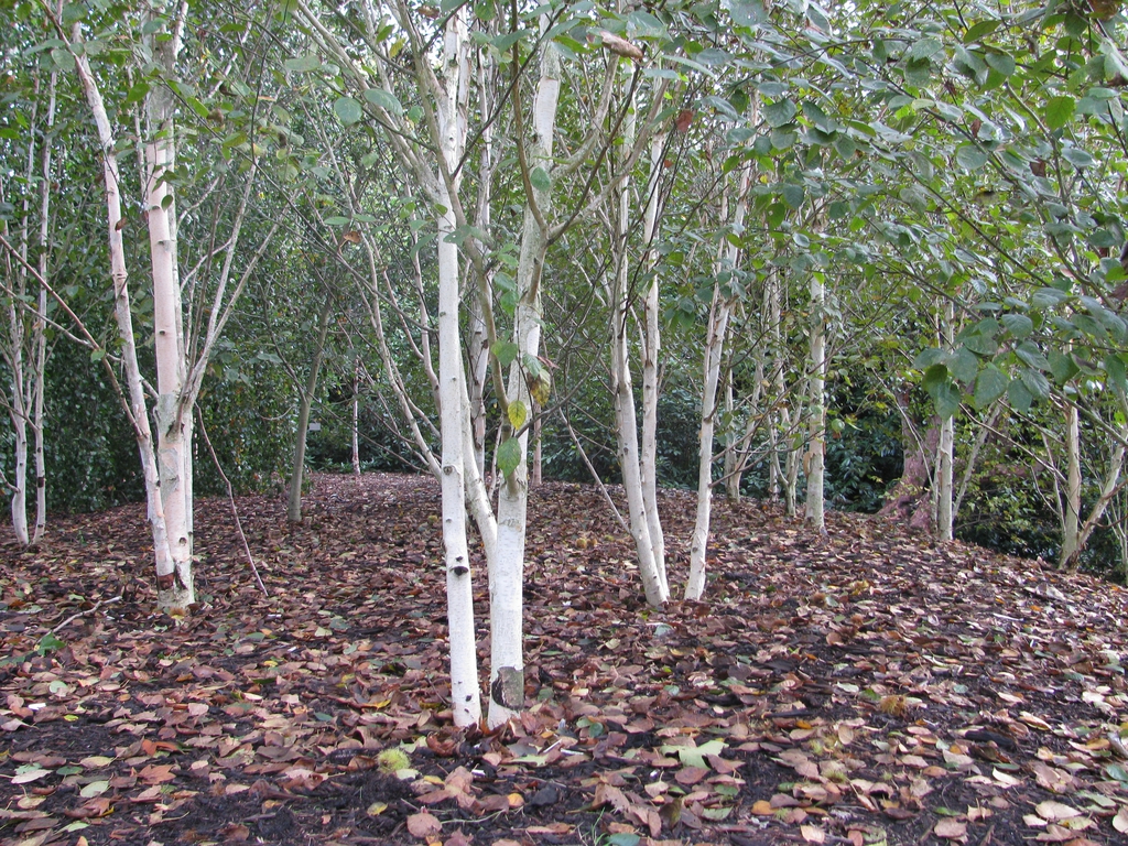 Jacquemontii Birch