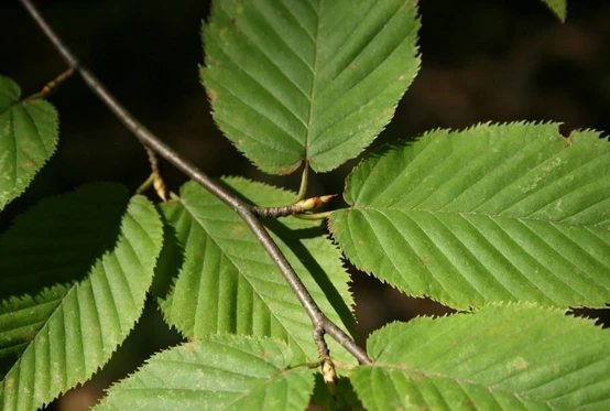 Black Birch