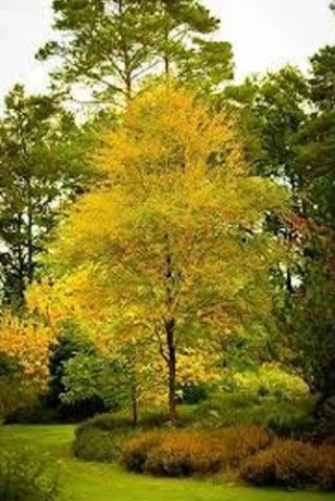 Black Birch