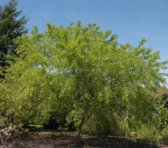 //courvillenursery.com/wp-content/uploads/Black-Cherry.webp