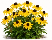 Black-Eyed Susan