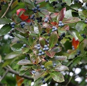 Black Gum
