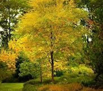 //courvillenursery.com/wp-content/uploads/Black.webp