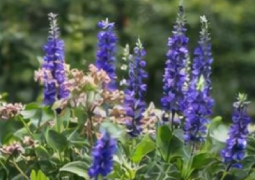 Blue Flag Iris