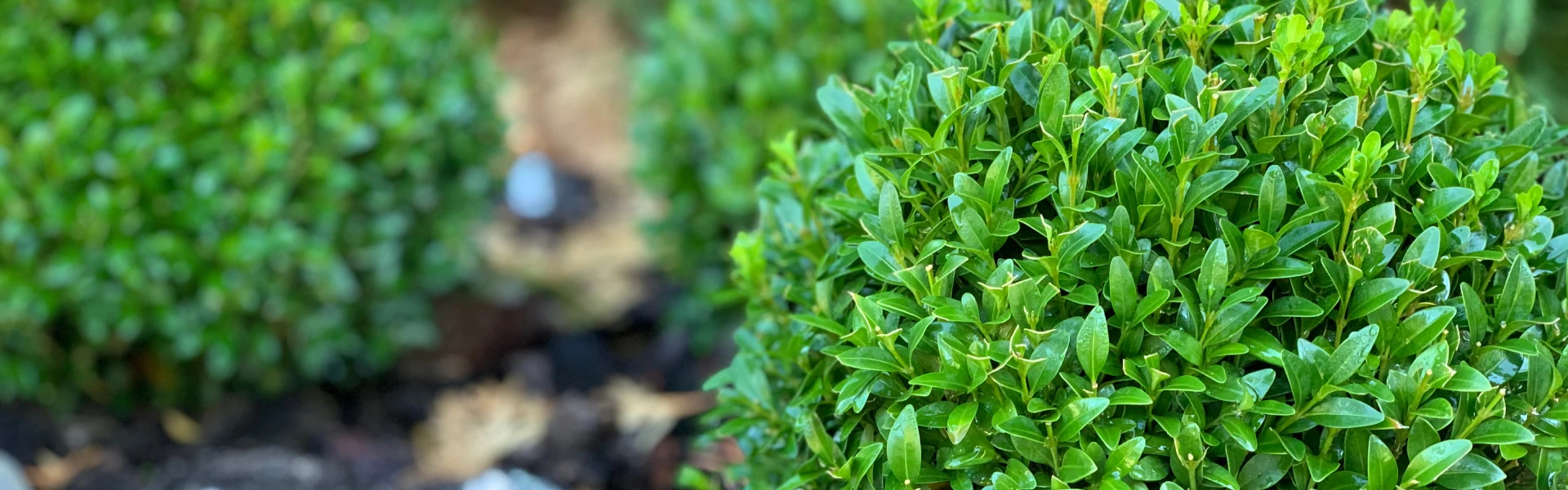 Boxwood