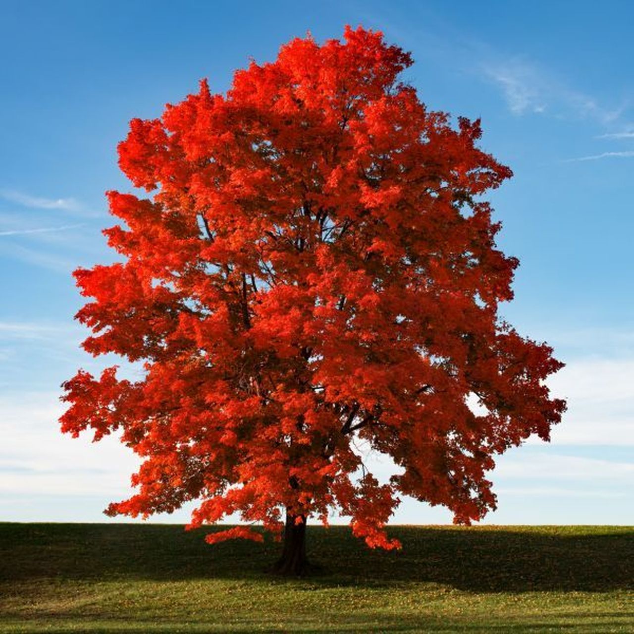 maple tree types leaves