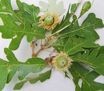 //courvillenursery.com/wp-content/uploads/Bur-Oak-1.webp