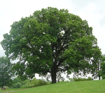 //courvillenursery.com/wp-content/uploads/Bur-Oak.webp