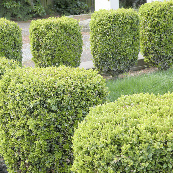 Buxus sempervirens Products - Courville Nurseries