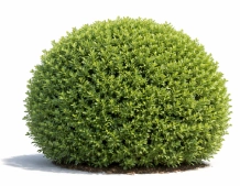 Buxus spp