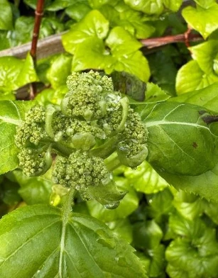 Climbing Hydrangea