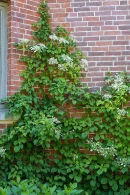 Climbing Hydrangea