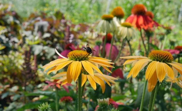 Coneflower