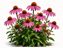 Coneflower