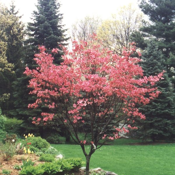 Cornus Red Cherokee Brave Products - Courville Nurseries