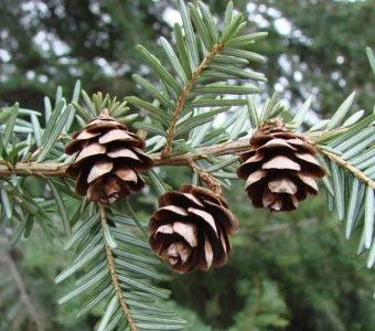 Hemlock