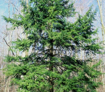 //courvillenursery.com/wp-content/uploads/Eastern-Hemlock.webp