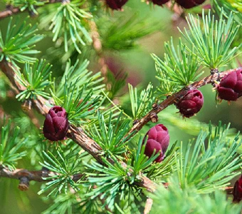 //courvillenursery.com/wp-content/uploads/Eastern-Larch-1.webp