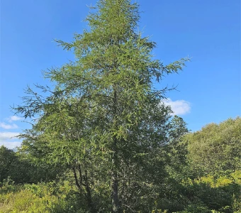//courvillenursery.com/wp-content/uploads/Eastern-Larch.webp