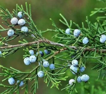 //courvillenursery.com/wp-content/uploads/Eastern-Red-Cedar-1.webp