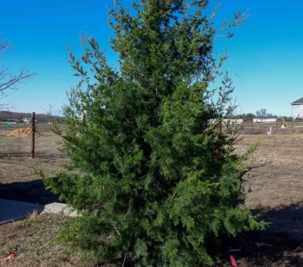 //courvillenursery.com/wp-content/uploads/Eastern-Red-Cedar.webp