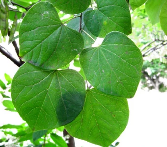 //courvillenursery.com/wp-content/uploads/Eastern-Redbud-1-1.webp