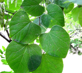 //courvillenursery.com/wp-content/uploads/Eastern-Redbud-1.webp