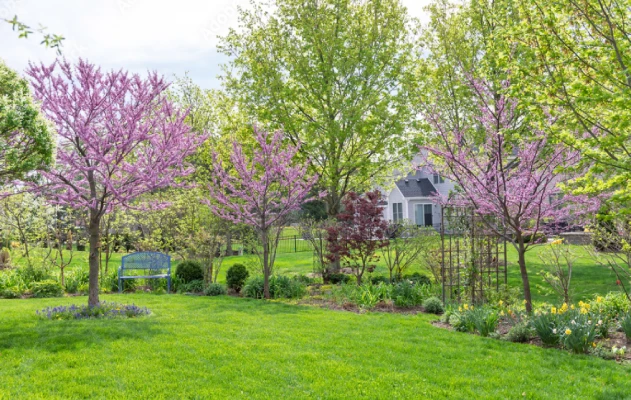 Eastern Redbud