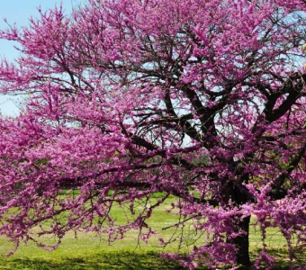 //courvillenursery.com/wp-content/uploads/Eastern-Redbud-2.webp