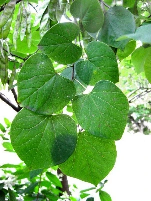 Eastern Redbud