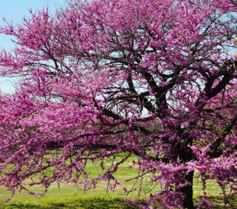 //courvillenursery.com/wp-content/uploads/Eastern-Redbud.webp