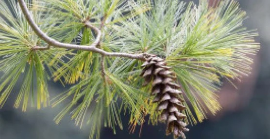 Eastern White Pine