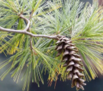 //courvillenursery.com/wp-content/uploads/Eastern-White-Pine-1.webp